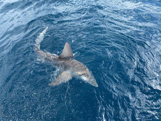 10' Sand Shark with Captain Greg