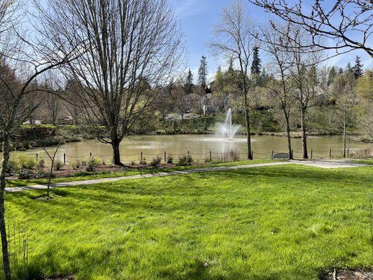 View of the pond