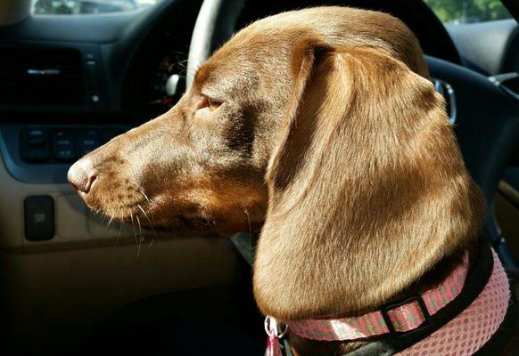 Lilly loves The Pet Clinic at Woods Corner