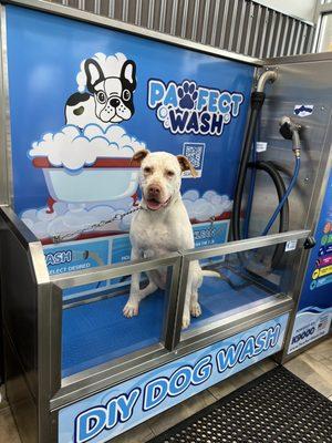 Luchito getting ready for the weekend ! Thanks pawfect wash !