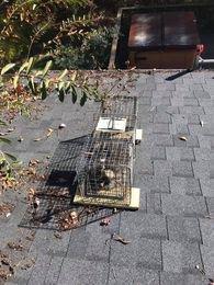 Raccoons were climbing on the roof of a house in Chattanooga, TN to get into the attic space. Raccoons were live trapped and removed.