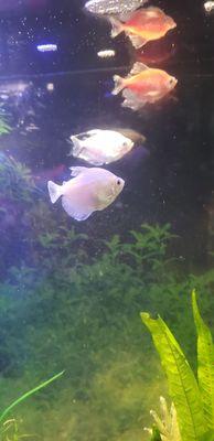 3 of 4 glo fish. Seemed like they are recovering.  But still sick