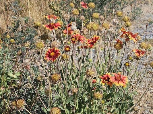 More colorful flowers