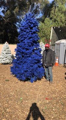 High intensity blue on one of our big trees!