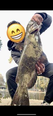 Caught this giant catfish at a local LA pond thanks to the recommendations made by the guys at Ace Tackle!