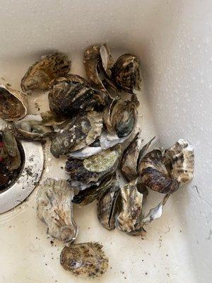 More bad oysters.