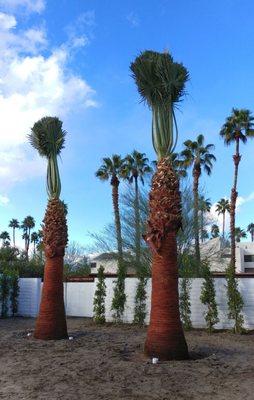 Two of the six palms supplied by Desert Empire Palms. These are very nice examples of Washingtonia filifera.