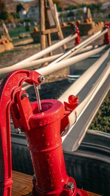 Get yer pump on at the duck races at 3 Sisters Greenhouse + Pumpkin Patch!