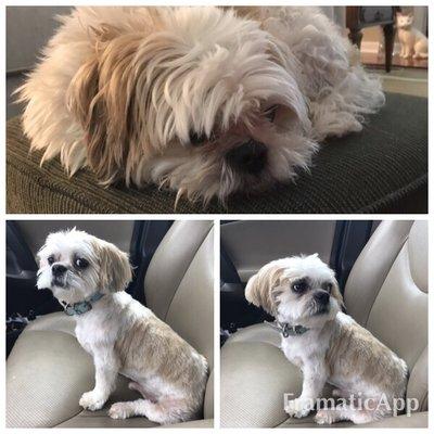 Charlee before and after.