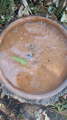 Water bowl at the dog park...