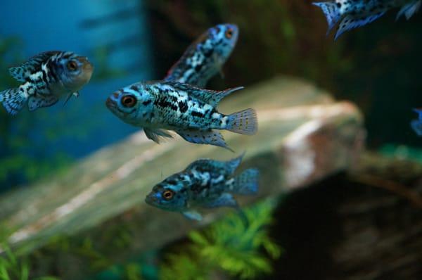 Electric Blue Jack Dempsey