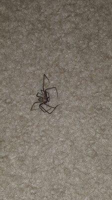 Brown recluse spider found (alive) in my closet crawling across my clothes. This is after I hit it with a shoe.