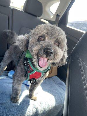 5 year old mini maltipoo, Albus!  (The problem child)  He is so happy!