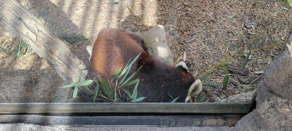 Red Panda