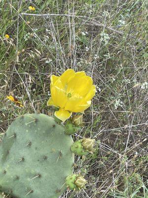 Pretty cacti flower