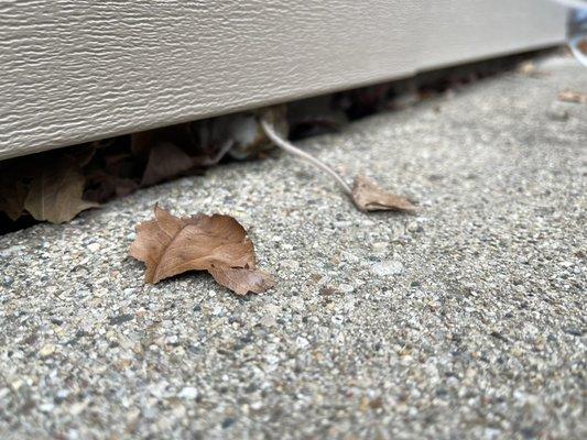 Here is a photo of a mouse going in between the foundation wall and vinyl siding.