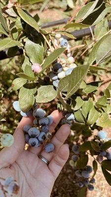 More blueberries.