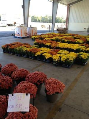 Beautiful flower pots for sale.