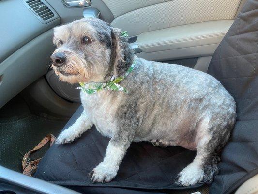 Happy Dog After Grooming She knows she is pretty.