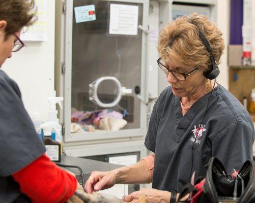 Nurse Diane obtaining a blood pressure on a patient