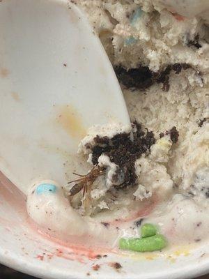 We go here all the time. I can't believe there's a bug in my kids ice cream.