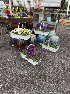 Pretty pansies