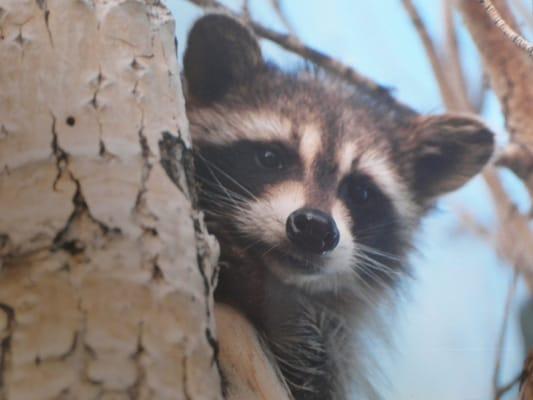 San Francisco Bay Wildlife Tours