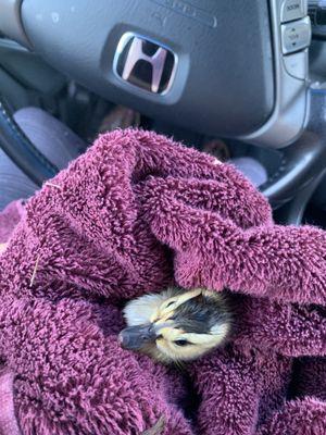 Snuggling the baby duck as I drove