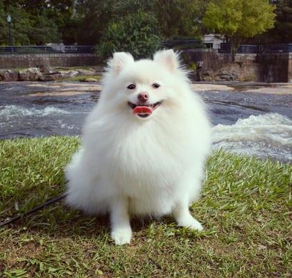 Winston at the park right after being groomed here. Beautiful job!