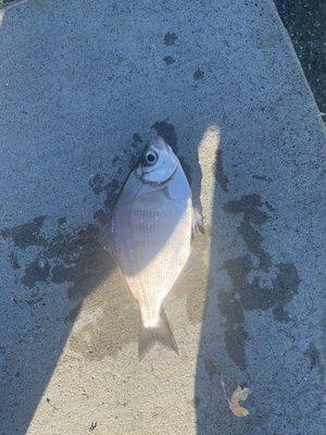 Perch and stripers all day in the bay