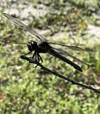 Slaty Skimmer Dragonfly