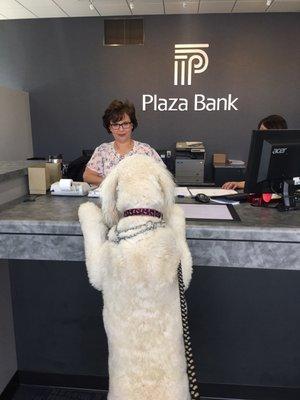 Zoey getting treats at Plaza Bank! Best bank ever!!