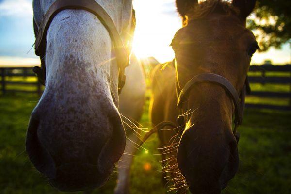 Curious noses :-)