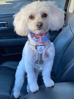 My handsome boy freshly groomed.