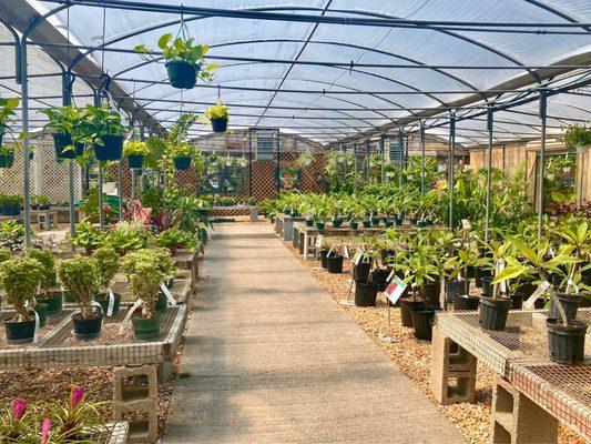 More indoor plants in greenhouse