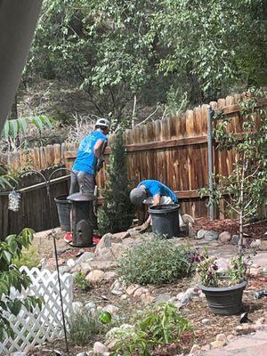 The Phelan Gardens team planting my tree