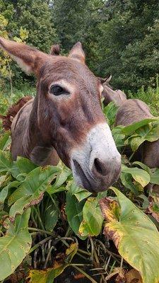 Stallings Island donkeys.