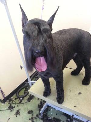 Is your dog in need of a groomer? Give us a call at 480-515-5448, our friendly staff will be happy to help!