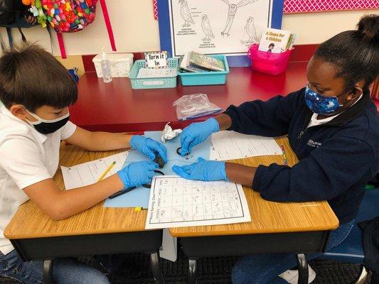 Third Graders dissect owl pellets in science.