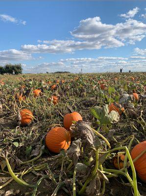 Pumpkin patch