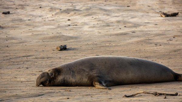 Año Nuevo Elephant Seal Tours