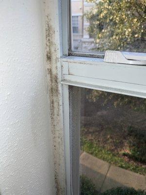 Mold