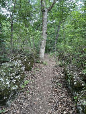 Mid portion of the trail