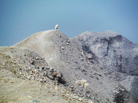 Mountain Goats on the summit of Mount St. Helens