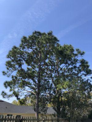 Side yard after arborist care. Pine trees trimmed to prevent overhand on roof.