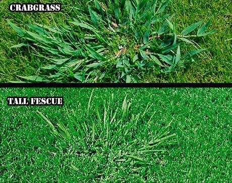 Crabgrass is a weed and can be prevented with pre-emergent services in early spring. Tall Fescue is a type of grass and cant ...