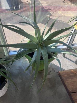 Lots of beautiful aloe plants