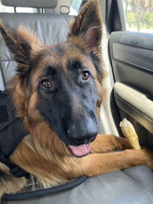 Shepherd puppy