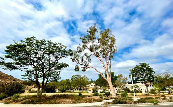 One of the most beautiful campuses in California