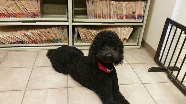 Tripp loves to come to the office to help patients with dental anxiety.